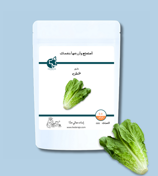 بذور خس عالية الجودة - High Quality Lettuce Seeds