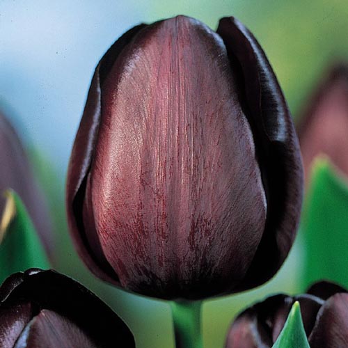 تيوليب ملكة الليل السوداء - Tulip Queen of The Night