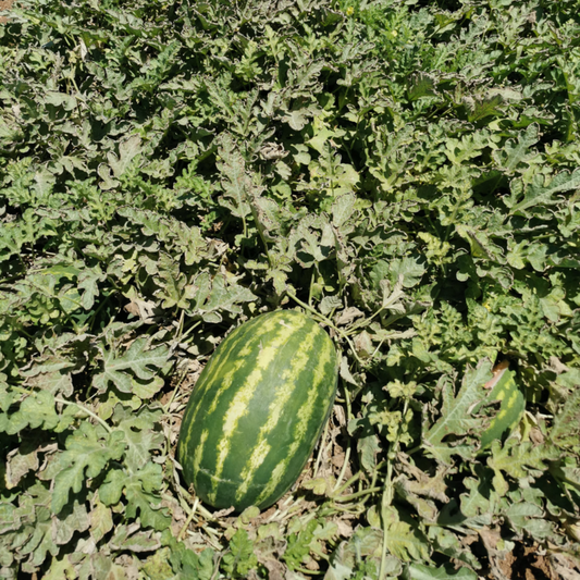 بذور هجينة بطيخ بريميوم 1000 بذر - Watermelon Premium F1 Seeds 1000 Seeds