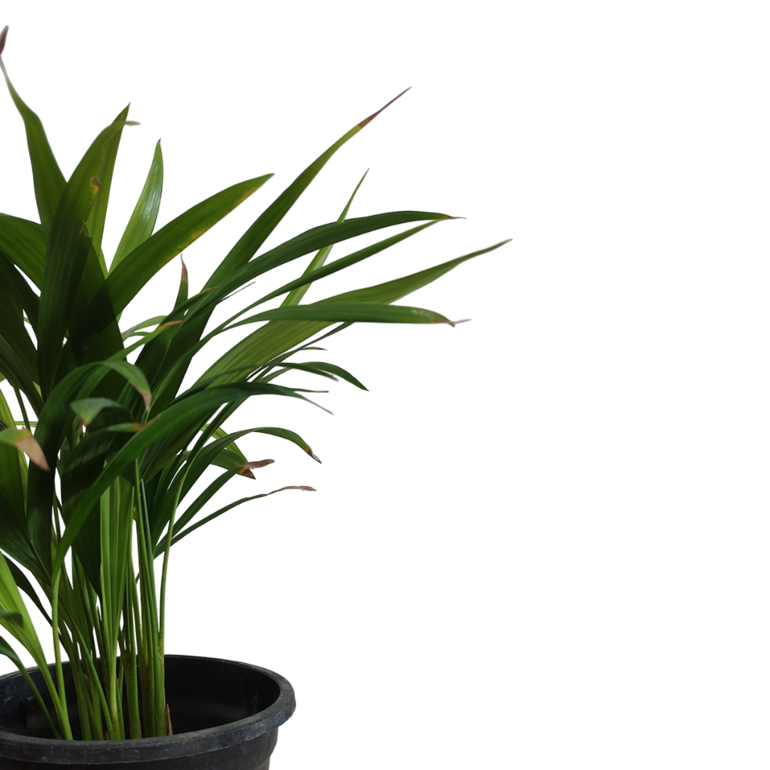 أريكا - Areca Palm