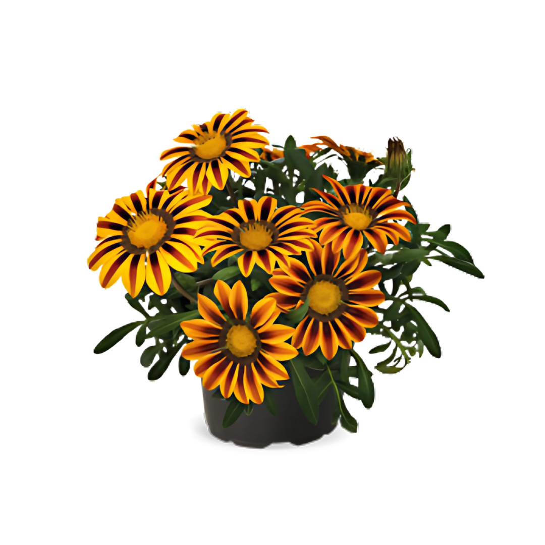 بذور غزانيا ريجنز إف ون من بينري 1000 بذرة - Gazania rigens F₁ Zany 1000 seeds