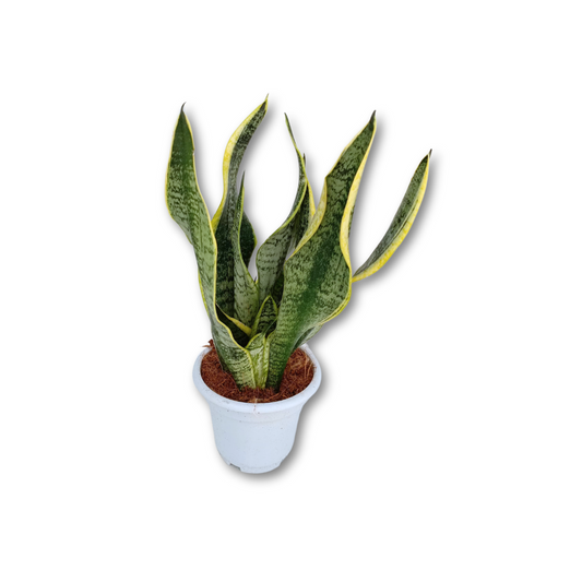نبات سانسيفيريا جلد النمر نبات الأفعى 40سم - Sansevieria Plant (Snake Plant)