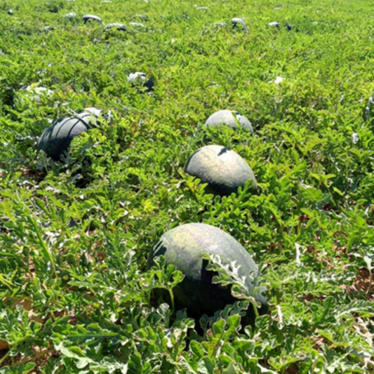 بذور هجينة بطيخ تورنادو 1000 بذر - Watermelon Tornado F1 Seeds 1000 Seeds