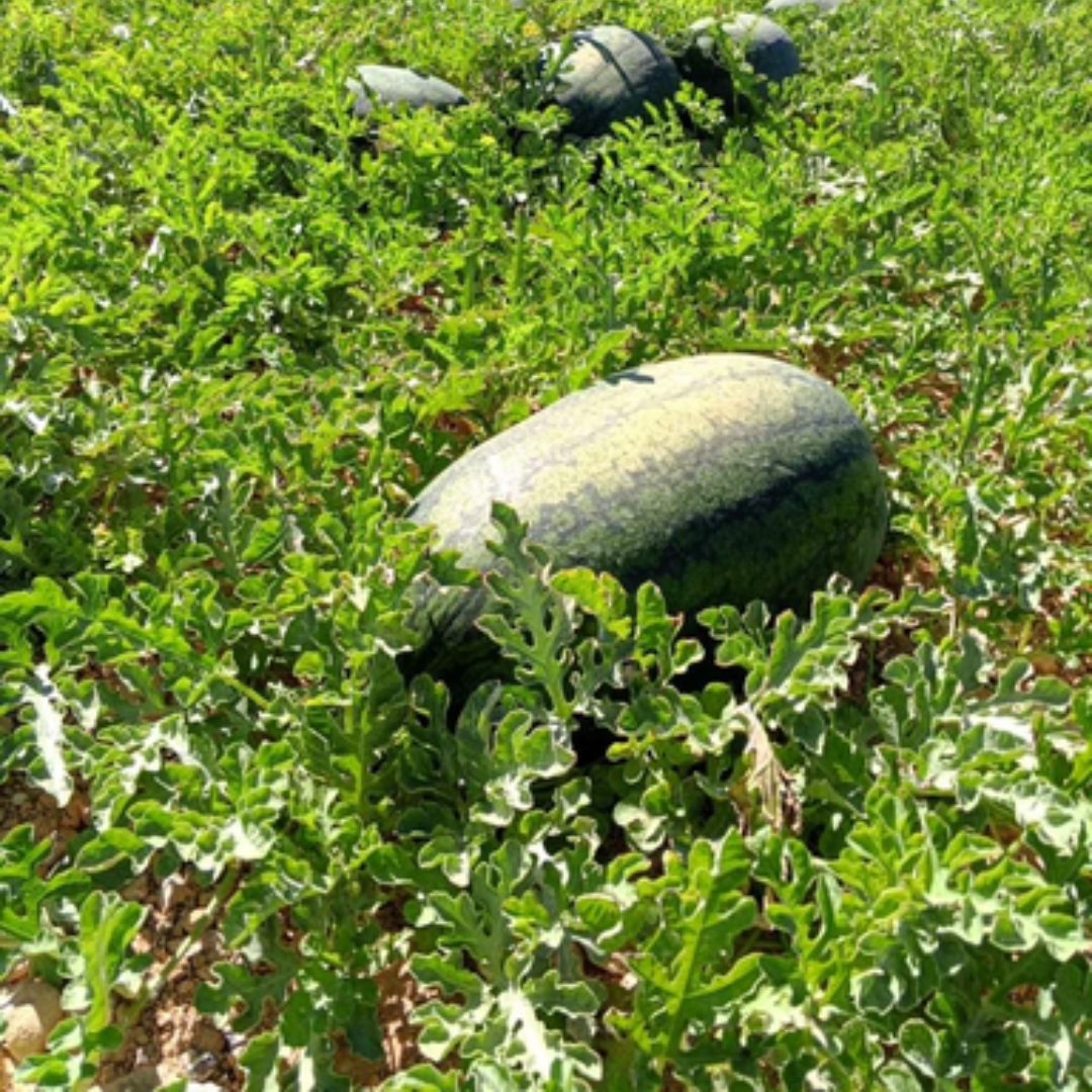 بذور هجينة بطيخ تورنادو 1000 بذر - Watermelon Tornado F1 Seeds 1000 Seeds
