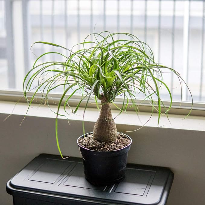 نبات نولينا رجل الفيل - Beaucarnea Recurvata Nolina
