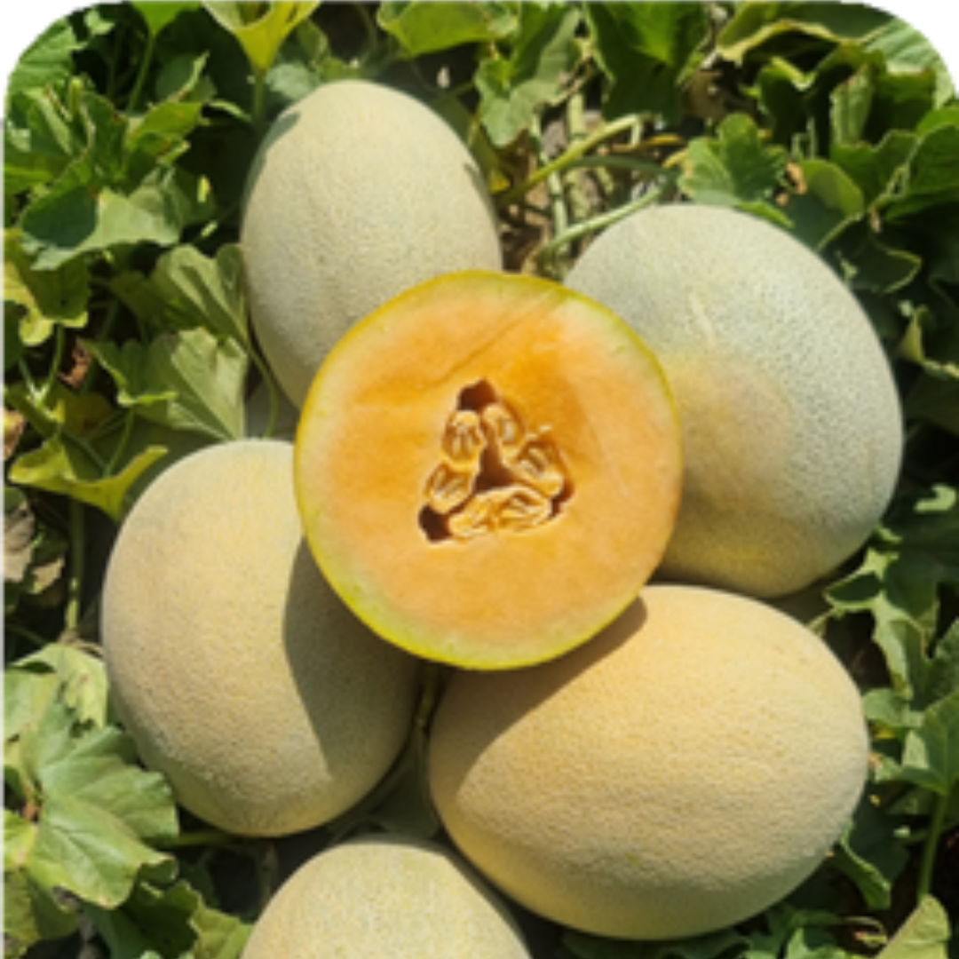 بذور هجينة شمام ألترا باور 1000 بذر - melon Ultra Power F1 Seeds 1000 Seeds
