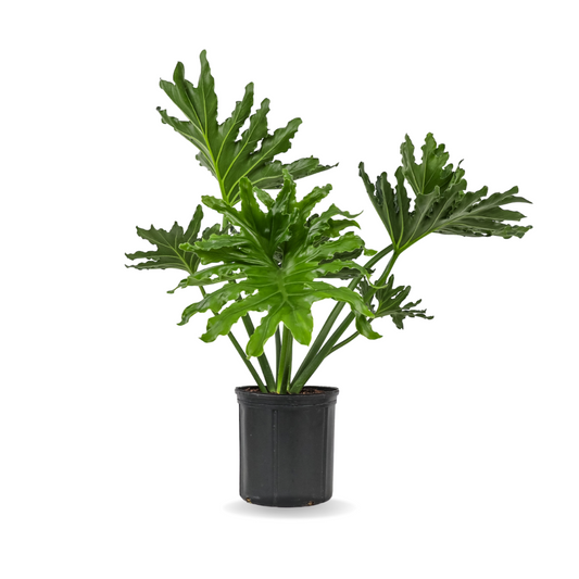 فيلودندرون سلامي أو سلوم - Philodendron Selloum Plant