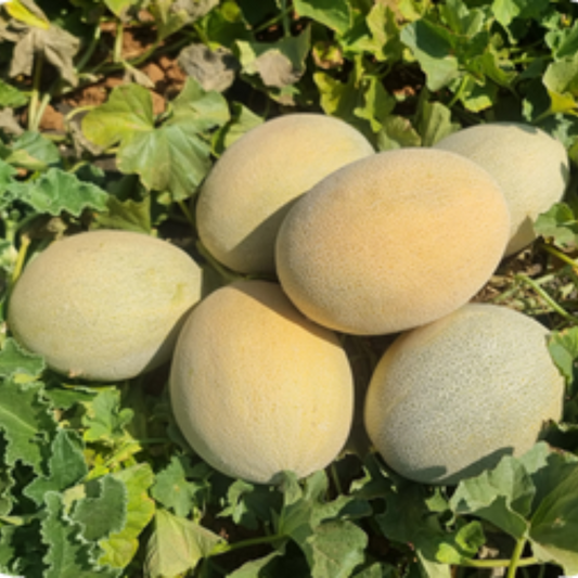 بذور هجينة شمام ألترا باور 1000 بذر - melon Ultra Power F1 Seeds 1000 Seeds