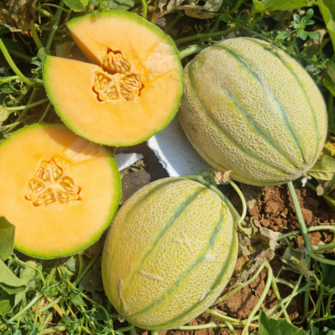 بذور هجينة شمام رﻳﻜﺴﻮس 1000 بذر - melon Rixos F1 Seeds 1000 Seeds