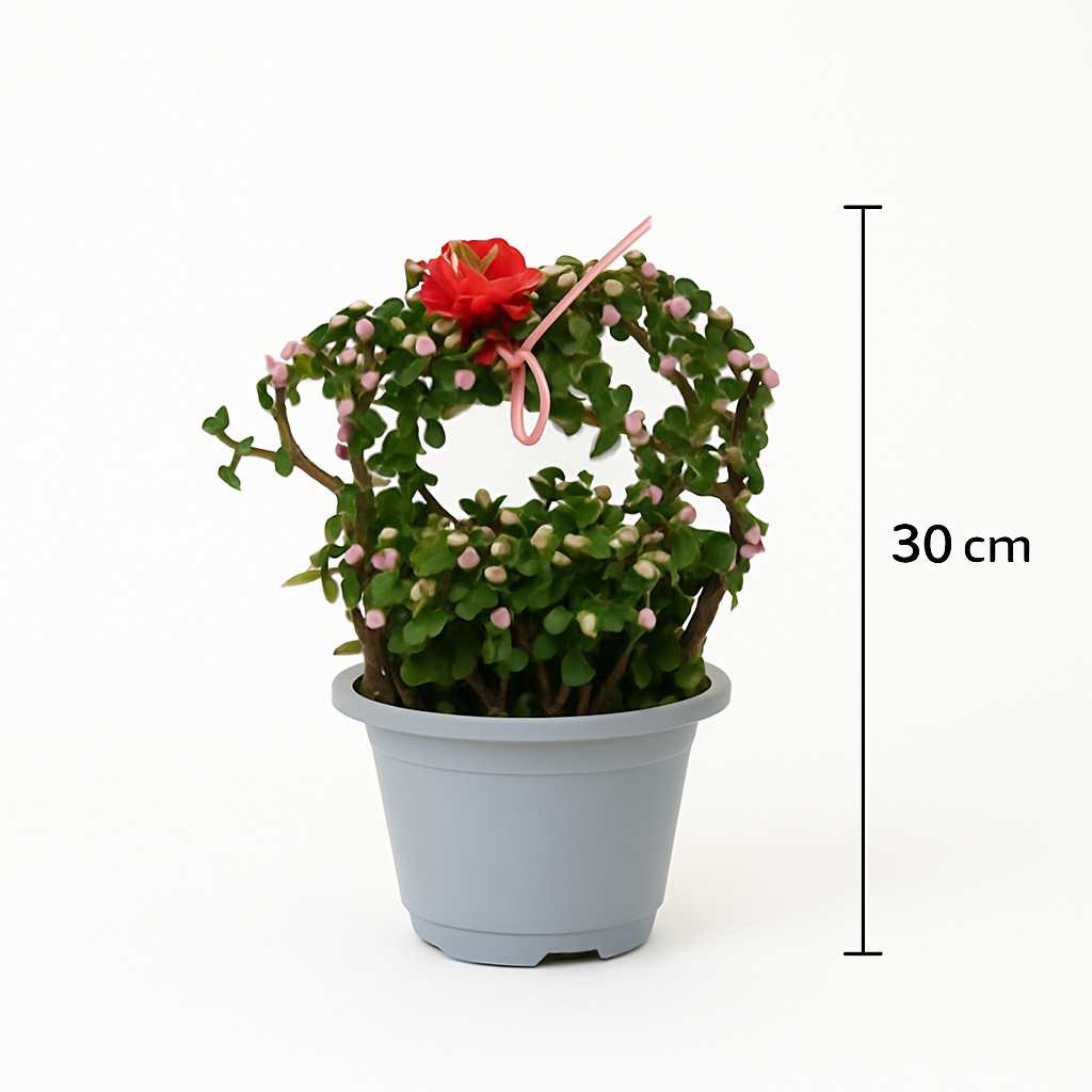 دمعة الطفل 30 سم – Baby’s Tears 30 cm