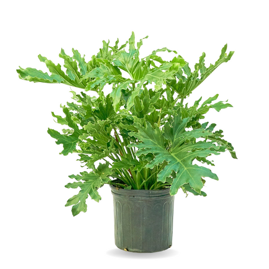 فيلودندرون سلامي أو سلوم - Philodendron Selloum Plant