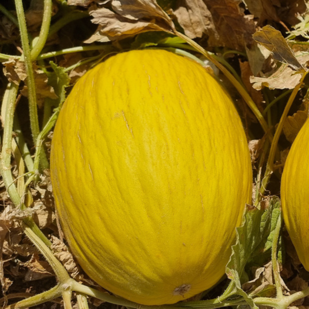 بذور هجينة شمام إﻛﺴﻴﻼﻧﺖ 1000 بذر - melon Excellent F1 Seeds 1000 Seeds