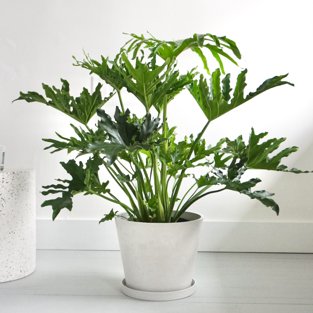 فيلودندرون سلامي أو سلوم - Philodendron Selloum Plant