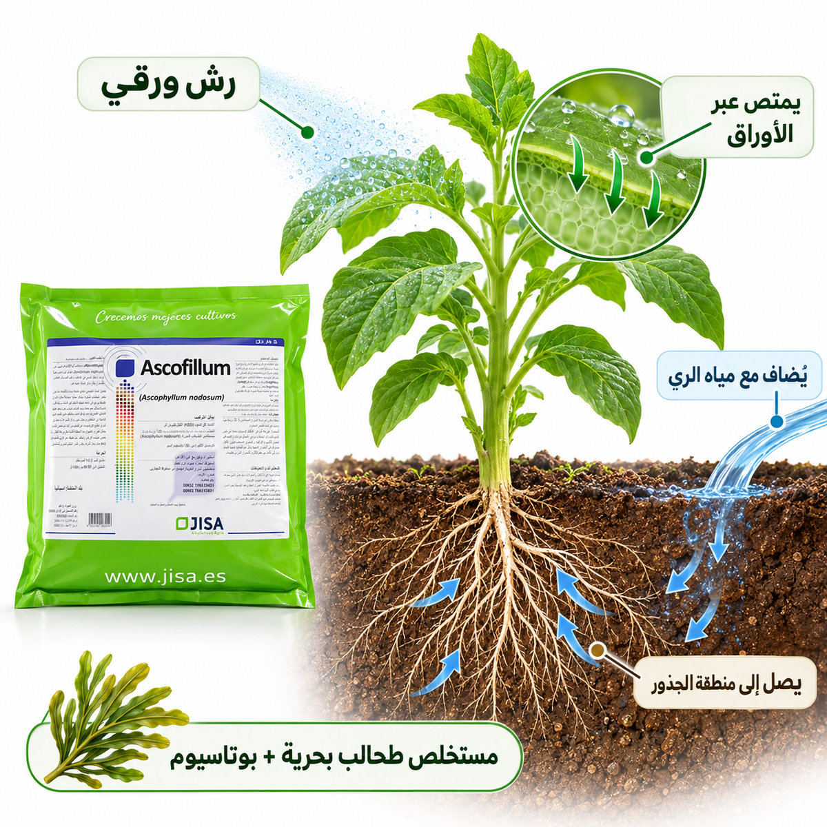 أسكوفيلوم Ascophyllum من JISA – مستخلص طحالب بحرية لتنشيط نمو النبات 1 كغم