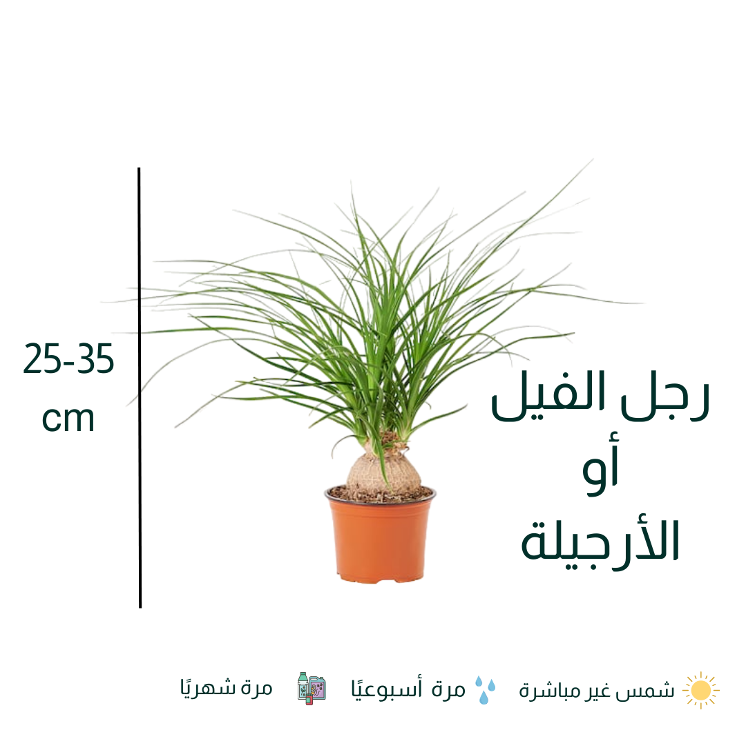 نبات نولينا رجل الفيل - Beaucarnea Recurvata Nolina