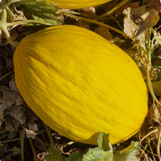بذور هجينة شمام إﻛﺴﻴﻼﻧﺖ 1000 بذر - melon Excellent F1 Seeds 1000 Seeds