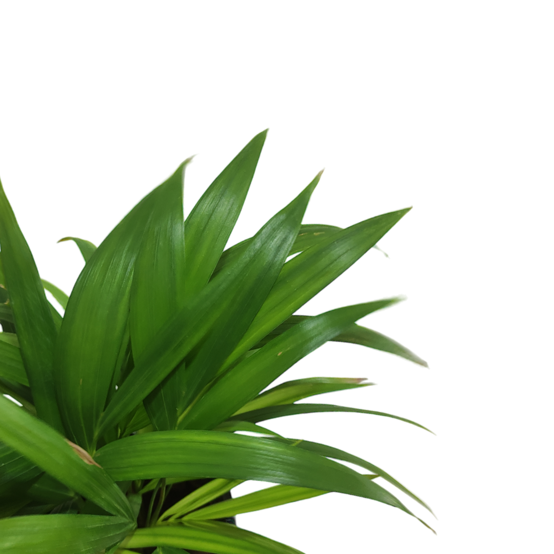 أريكا - Areca Palm