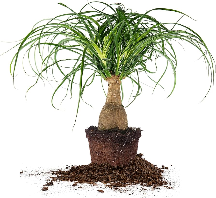نبات نولينا رجل الفيل - Beaucarnea Recurvata Nolina