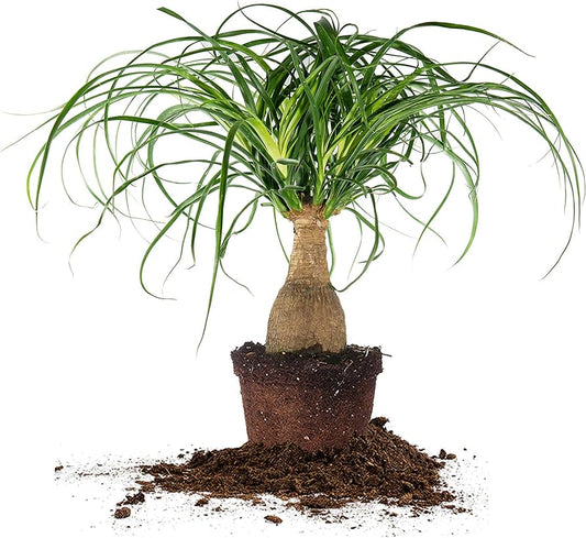 نبات نولينا رجل الفيل - Beaucarnea Recurvata Nolina