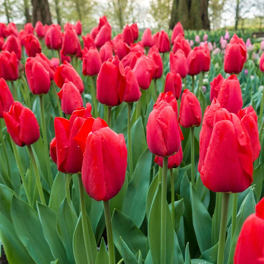 أبصال تيوليب حمراء للزراعة – Tulip Apeldoorn Bulbs