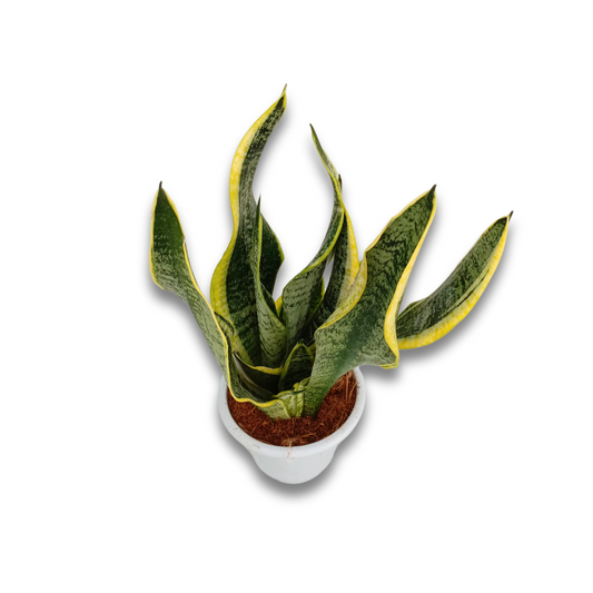 نبات سانسيفيريا جلد النمر نبات الأفعى 40سم - Sansevieria Plant (Snake Plant)