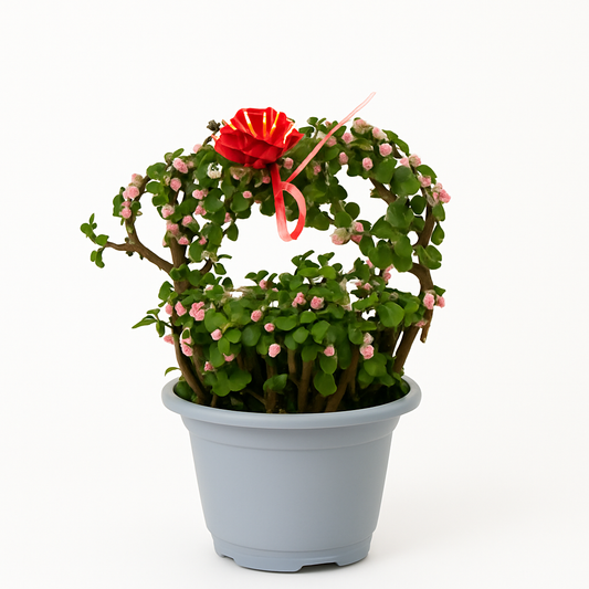 دمعة الطفل 30 سم – Baby’s Tears 30 cm