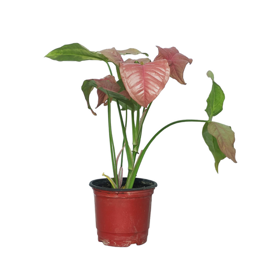 نبات رجل البطة الزهري سينجونيوم زهري - Pink Splash Syngonium