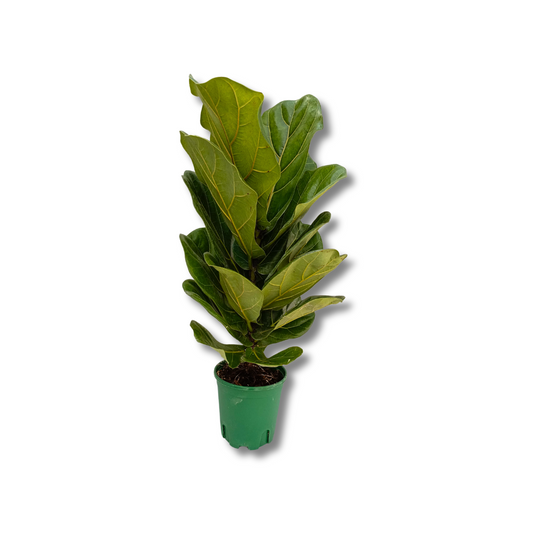 نبات فيكس ليراتا - Fiddle Leaf Fig