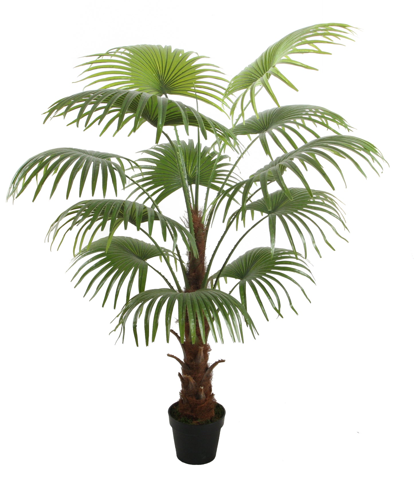 نخلة شاميروباس - Fan Palm