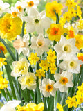 نرجس عدة ألوان - Mixed Narcissus