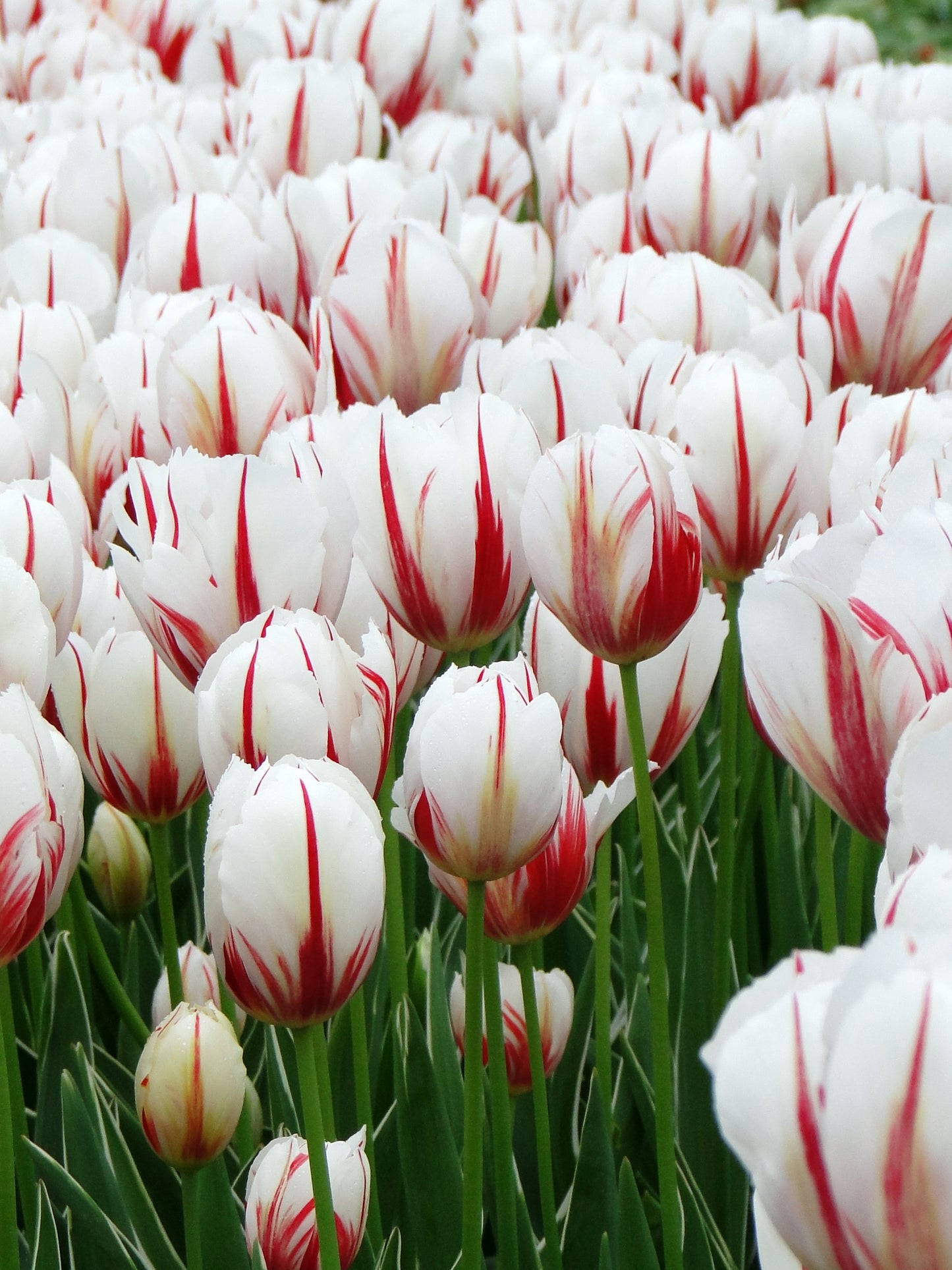 تيوليب كارنيفال دي ريو - Tulip Carnaval De Rio