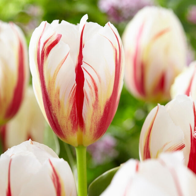تيوليب كارنيفال دي ريو - Tulip Carnaval De Rio