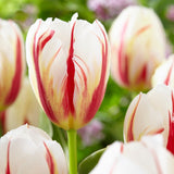 تيوليب كارنيفال دي ريو - Tulip Carnaval De Rio