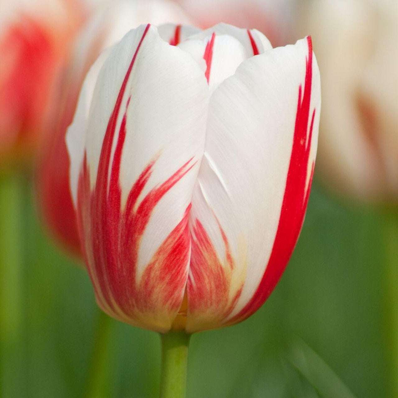 تيوليب كارنيفال دي ريو - Tulip Carnaval De Rio