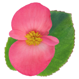 بذور بيجونيا بيغ إف ون من بينري 1000 بذرة - Begonia x benariensis F₁ BIG® 1000 seeds