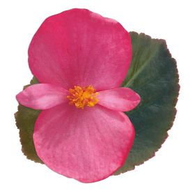 بذور بيجونيا بيغ إف ون من بينري 1000 بذرة - Begonia x benariensis F₁ BIG® 1000 seeds