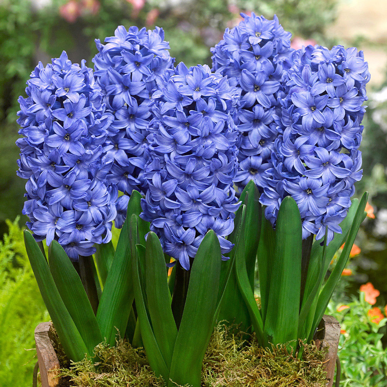 هياسنت أزرق - Hyacinth Delft Blue
