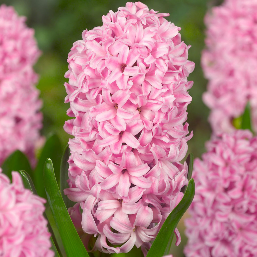 هياسنت وردي فوندانت - Hyacinth Fondant