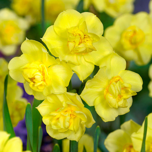 أبصال نرجس أصفر صغير متعدد الأزهار للزراعة – Narcissus Yellow Cheerfulness Bulbs