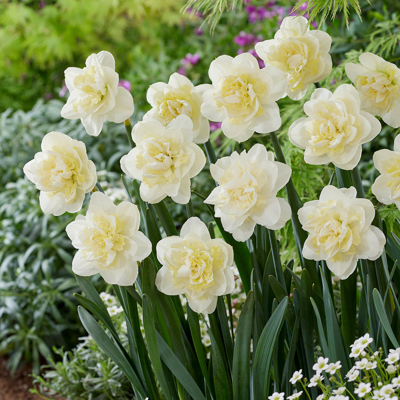 أبصال نرجس أبيض مزدوج للزراعة – Narcissus White Lion Bulbs