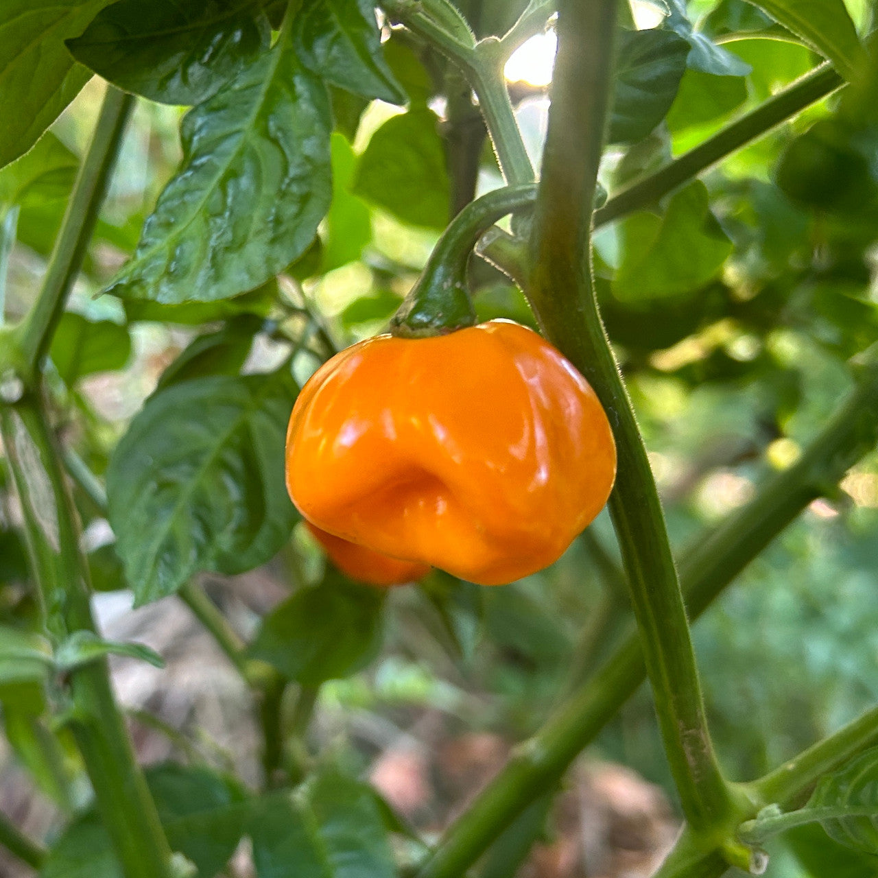 فلفل هابانيرو أصفر كاريبي حار جدًا – Caribbean Habanero Hot Pepper Seeds