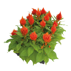 بذور سيلوسيا جلوريس (عرف الديك) من بينري 1000 بذرة - Celosia plumosa Glorious 1000 seeds