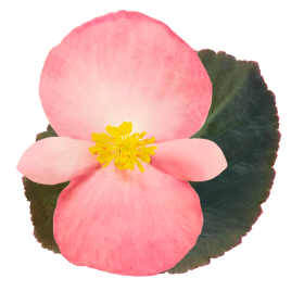 بذور بيجونيا بيغ إف ون من بينري 1000 بذرة - Begonia x benariensis F₁ BIG® 1000 seeds