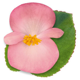 بذور بيجونيا بيغ إف ون من بينري 1000 بذرة - Begonia x benariensis F₁ BIG® 1000 seeds