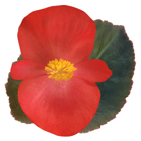 بذور بيجونيا بيغ إف ون من بينري 1000 بذرة - Begonia x benariensis F₁ BIG® 1000 seeds