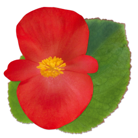 بذور بيجونيا بيغ إف ون من بينري 1000 بذرة - Begonia x benariensis F₁ BIG® 1000 seeds