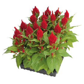 بذور سيلوسيا جلوريس (عرف الديك) من بينري 1000 بذرة - Celosia plumosa Glorious 1000 seeds
