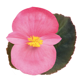 بذور بيجونيا بيغ إف ون من بينري 1000 بذرة - Begonia x benariensis F₁ BIG® 1000 seeds