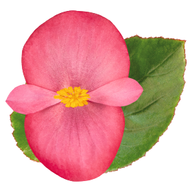 بذور بيجونيا بيغ إف ون من بينري 1000 بذرة - Begonia x benariensis F₁ BIG® 1000 seeds