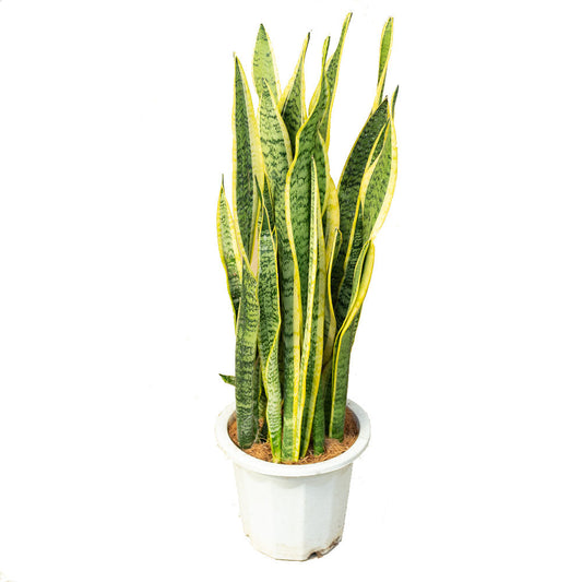 نبات سانسيفيريا جلد النمر نبات الأفعى 90 سم - Sansevieria Plant (Snake Plant)